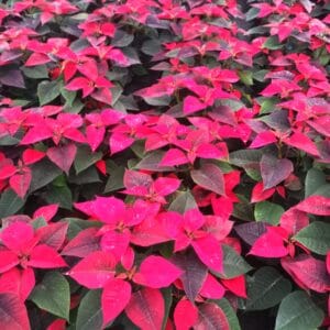Poinsettia o flor de Navidad