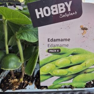 EDAMAME PLANTA PACK 6